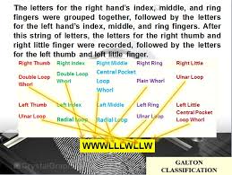 Fingerprint Classification System Basic Guide To Fingerprint Science