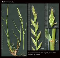 Image result for Lolium