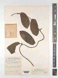 Image result for Albertisia exelliana