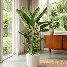 Image result for Strelitzia nicolai