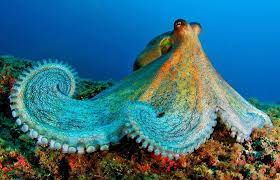 A list of sea animals. Ocean Animal Encyclopedia Oceana