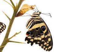 Check spelling or type a new query. Citrus Swallowtail Butterfly Life Cycle Youtube
