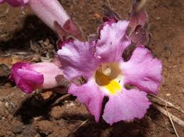 Image result for Harveya