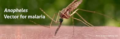 Most people, at the beginning of the disease, have fever the incubation period between infection with malaria by a mosquito bite and initial symptoms may. Malaria Mosquitoes Anopheles Biogents Ag