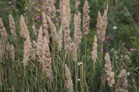 Image result for Daknopholis