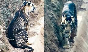 Apart from this, it also reached the milestone of $1 billion worldwide. Ultra Rare Black Tiger Is Spotted In India Stunned Animal Lover Photographs Predator Daily Mail Online