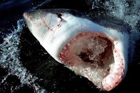 Assessment | biopsychology | comparative | cognitive | developmental | language | individual differences | personality | philosophy | social | methods | statistics | clinical | educational | industrial | professional items | world psychology |. Young Great White Sharks Eat Off The Floor Scientific American