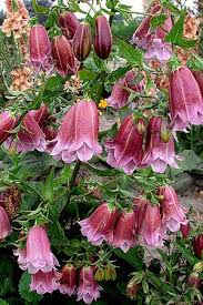 Pantaloons Bellflower Monrovia Pantaloons Bellflower Flowers Perennials Beautiful Flowers Campanula