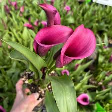 Image result for Zantedeschia