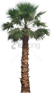 Collection of transparent palm trees (48) transparent background palm tree clipart cartoon palm trees png transparent Download Free Png California Palm Tree Png Image With Transparent Fan Palm Tree Png Full Size Png Image Pngkit