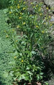 Image result for Ranunculus sceleratus