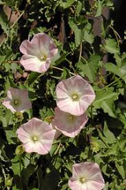 Image result for Barleria macrostegia