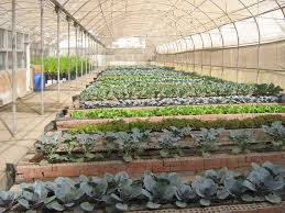 انشاء نظام تجاري بسيط للزراعة المائية الزراعة المائية