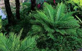 Image result for Blechnum tabulare