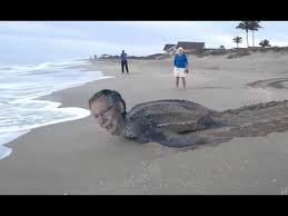 Make your own images with our meme generator or animated gif maker. Mitch Mcconnell Memes Turtle