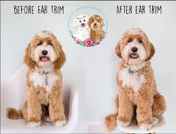 We raise and sell labradoodles, goldendoodles, doubledoodles, and bernedoodles puppies. Short Ear Vs Long Ears There Hills West Labradoodles Facebook