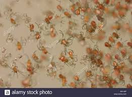 Vaccines for a female black widow spider are more common than they used to be, but if untreated, a bite from the spider can kill a human. What Do Baby Black Widow Spiders Look Like Quora