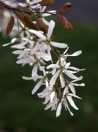 Image result for Amelanchier laevis