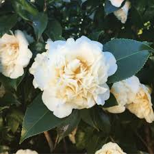 Check spelling or type a new query. Camellia Flower Meaning Learn The Symbols And Origins Of This Plant