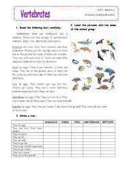 Work sheet on introduction to inverta brate : Vertebrate And Invertebrate Exercises Esl Worksheet By Yovily23