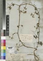 Image result for Cyphostemma adenocaule