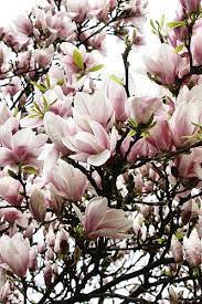 Maybe you would like to learn more about one of these? Magnolia Magnolia Trees Beautiful Flowers Love Flowers