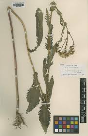 Image result for Senecio pleistocephalus