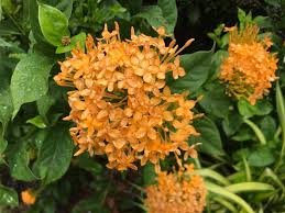 Image result for Ixora seretii