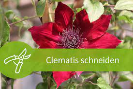 Blüte von juli bis in den herbst: Clematis Schneiden Anleitungen Fur Alle 3 Schnittgruppen