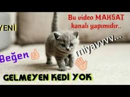 Kedi Cagirma Sesi Kedicagirmasesi Yavrusunu Yavru Cagiran Kaybolan Bulma Anne Kedinin Cagirmasi Youtube
