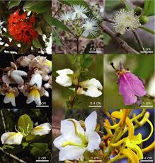 Image result for Myrtaceae