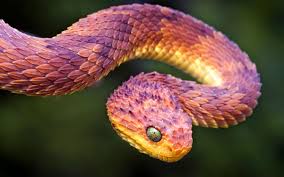 3 749 vipers snakes stock video clips in 4k and hd for creative projects. Viper Snake Hd Wallpapers Hd Wallpapers Snake African Bush Viper Beautiful Snakes