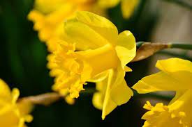 Close Up Yellow Daffodil Flower Wallpaper Daffodil Flower Pink Flowers Wallpaper Yellow Daffodils