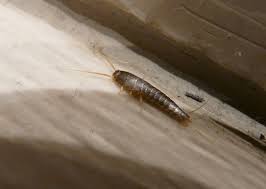 As a member of the national pest management association and the louisiana pest management association, its team of professionals offers. Pest Control Services New Orleans Dial One Franklynn Pest Control