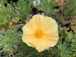 Image result for Eschscholzia californica