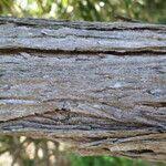 Image result for Tarchonanthus trilobus