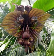 Black Bat Flower Quotes Best Flower Wallpaper