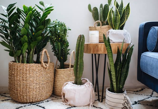 Image result for indoor plants"