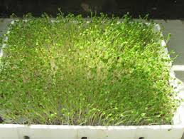 Image result for RAU MẦM CẢI XANH