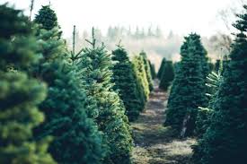 Want to become a tree as well? Real Vs Artificial Which Christmas Tree Is Best For Me