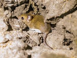 Image result for Krauseola mosambicina