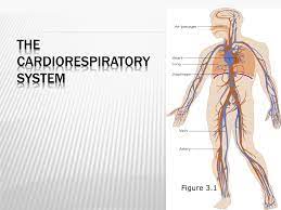 Ppt The Cardiorespiratory System Powerpoint Presentation Free Download Id 1871383