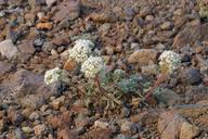 Image result for Brachythrix glomerata