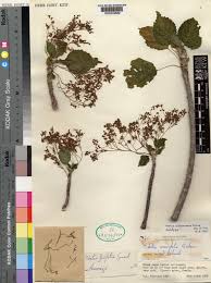 Image result for Obetia