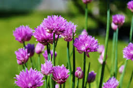 For how to keep chiggers away, as well as gnats, mosquitoes, and spiders, start by keeping your garden free of fungus, mold, and rotting plant debris. Chive Growing And Harvest Information Veggieharvest Com