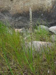 Image result for Juncaginaceae