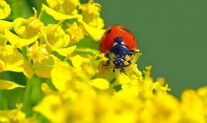 Here in arizona, we have an abundance of pests constantly trying to find refuge in our homes. Natural Ways To Control Pests In Your Arizona Garden