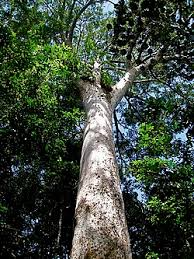 Image result for Agathis