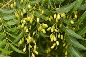 Image result for Azadirachta indica