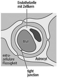 Das ist mehr als nur musik unity und muskelshirts patches mit 'ner meinung die hier niemand hinterfragt herdentrieb und krieg Blut Hirn Schranke Lexikon Der Neurowissenschaft